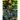 Ukiyo