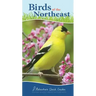 Birds of the Northeast: Your Way to Easily Identify Backyard Birds