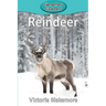 Reindeer
