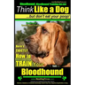 Bloodhound, Bloodhound Training AAA AKC: Think Like a Dog, but Don't Eat Your Poop! Bloodhound Breed Expert Training: Here's EXACTLY How to Train Your
