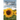 The Cursed Sunflower: A helpful guide through the darkest of times