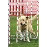 Labradors - History, Breeding, Field Trials & Shows