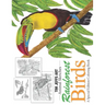 Rainforest Birds: A Special Edition Coloring Book