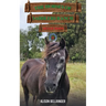 The Horses of Saddlers Ranch: Silver Moon