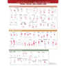 Travell, Simons & Simons' Trigger Point Pain Patterns Wall Chart: Trunk, Pelvis, and Lower Limb