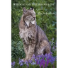 Wildcat on the Shoreline