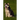 Husky: This Is a General Name for a Sled-Type of Dog Used in Northern Regions, Differentiated from Other Sled-Dog Types by Th