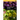 Tropical Fruits, Volume 2