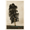 God Is a Tree: and Other Middle-Aged Prayers