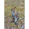 Why Do Kangaroos Have A Pouch?