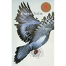 Pigeon