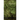 Relict