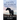 Blue Roan Colt