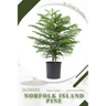 Norfolk Island Pine: Prodigy Petal, Plant Guide