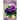 African Violet: Plant overview and guide