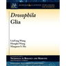 Drosophila Glia