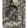 A Walk Through the Rain Forest