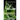 Chlorophyll - Green is Healthy