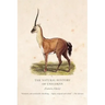 The Natural History of Unicorns