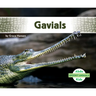 Gavials