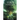 Leaves of The World Tree