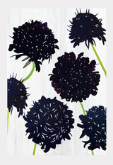 Art Print:  Black Scabiosa on Snow by India & Purry