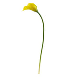 19.5” Calla Lily Artificial Flower (Set of 12) by Nearly Natural