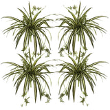 23” Spider Plant Bush (Set of 4) by Nearly Natural