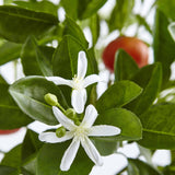 38'' Potted Orange Tree by Nearly Natural