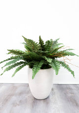 40” Artificial Boston Fern (Set of 2) by Nearly Natural