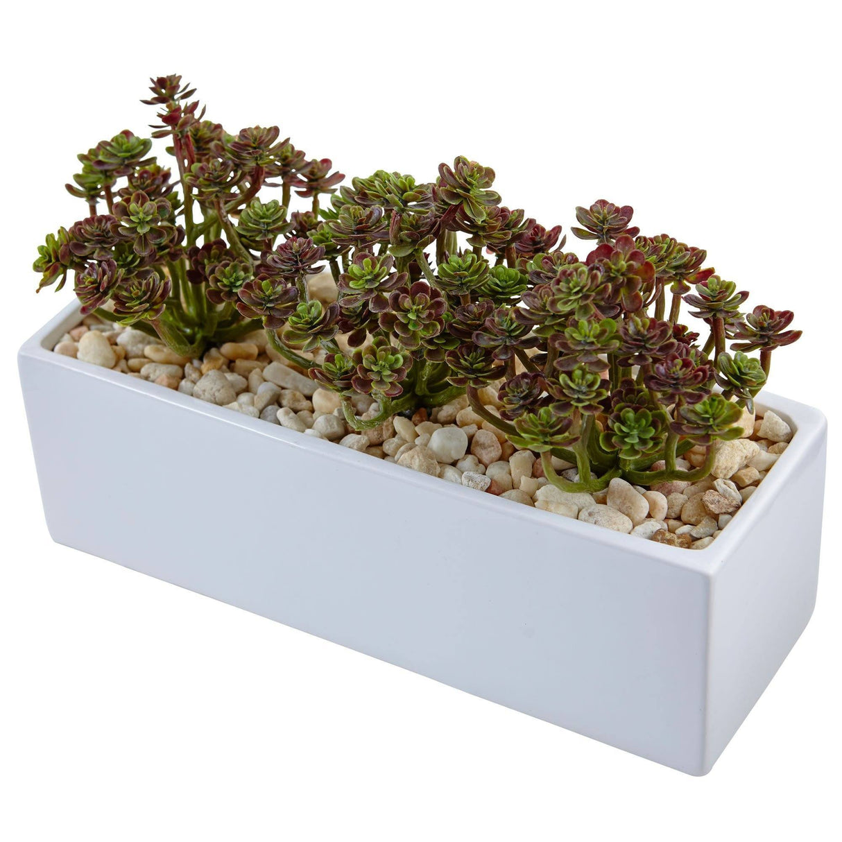 Sedum in Rectangular Planter by Nearly Natural