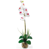 Single Phalaenopsis Liquid Illusion Silk Flower Arrangement by Nearly Natural