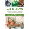 Air Plants: Everything You Need to Know About Growing, and Caring for Tillandsias