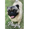 Pugs Photo Book for Writing and Note Taking: Writing Pad with Pug Pictures, Dog Lover Gifts
