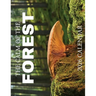 The Calm of the Forest 2026 Calendar
