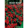 Rose Bush: Learn How To Grow A Rose Bush From A Bud, Bloom or Beyond