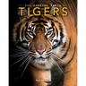 Tigers: Amazing Pictures & Fun Facts on Animals in Nature