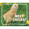 Meet Chicks!