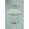 Ornithological Sketches from Spain - Stories of Spotting the Rarest Birds in the Wilds of Spain