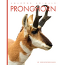 Pronghorn