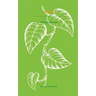Pothos
