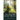 Sharing the Holy Light