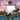 The Adventures of Alex the Pirate: Treasure Island