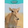 Saigas