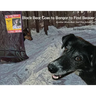 Black Bear Goes to Bangor to Find Beaver: Another Black Bear Sled Dog Adventure