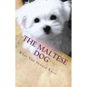 The Maltese Dog: What You Should Know