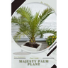 Majesty Palm Plant: Plant Guide