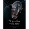 The Sea Lions of Los Islotes: The Jewel of Espíritu Santo Island