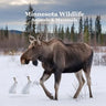 Minnesota Animals and Mammals Wildlife Book: Great Minnesota Animals book with Lifelike Images and Fun Facts
