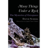 Many Things Under a Rock: The Mysteries of Octopuses